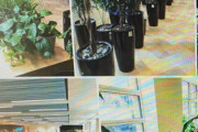 【世界のミステリー】誰もいない部屋の観葉植物が枯れなかった謎