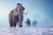 【海外】氷河期の巨人！マンモスDNAが明らかにする過去100万年の進化の謎