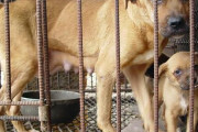 韓国人「韓国の犬肉スープ店を全部閉鎖する」ポシンタンレストラン閉鎖のお知らせ　韓国の反応