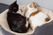 「不満でもあるのか？！」一緒に寝ている2匹の猫さん。片方を毛づくろいしてあげている和やかな光景かと思いきや…