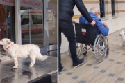 ６日間も…救急搬送されたご主人様が退院するのを健気に待ち続けるワンちゃんに感動！（トルコ）