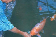 欧米人「史上最高齢の鯉である「鯉花子」。1751年に日本で生まれ、1977年に226歳の大往生を遂げた。」