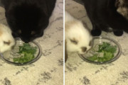 ほんとは草嫌いなんだけど...大好きなウサギが食事中、横に寄り添い同じ皿の草を食べるフリをする猫