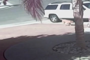 ヒーロー猫！子供を襲う犬を体当たりで撃退した勇気ある猫が海外で話題に！　海外の反応
