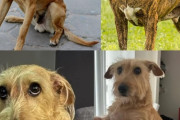 ブラジル「お前らの国で昔から飼われてるペットは？」日本「芝犬！」