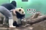 お風呂イヤイヤ期の子パンダのかわいい抵抗