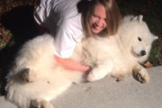 起き上がる気ゼロのサモエド犬を起こそうとする女性、うまく起こせずサモエド犬がテディベアのような格好に（笑）