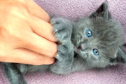 【海外】三本足の子猫が駆け上がる！エリンさんに聞いた、トリニティの驚くべき冒険【感動ストーリー】