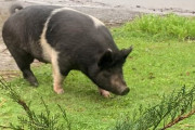 ペットとして飼われていたブタが行方不明に→ 見つけた隣人が速攻で解体してしまう事件発生(´；ω；｀)