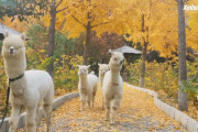 紅葉を楽しみながらアルパカに癒される！アルパカと身近に触れ合える公園のイチョウ並木が人気（北京）