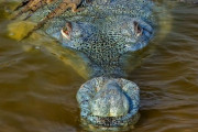 あなたにはワニが何匹見える？ 野生生物写真家コンテストの写真がすごい