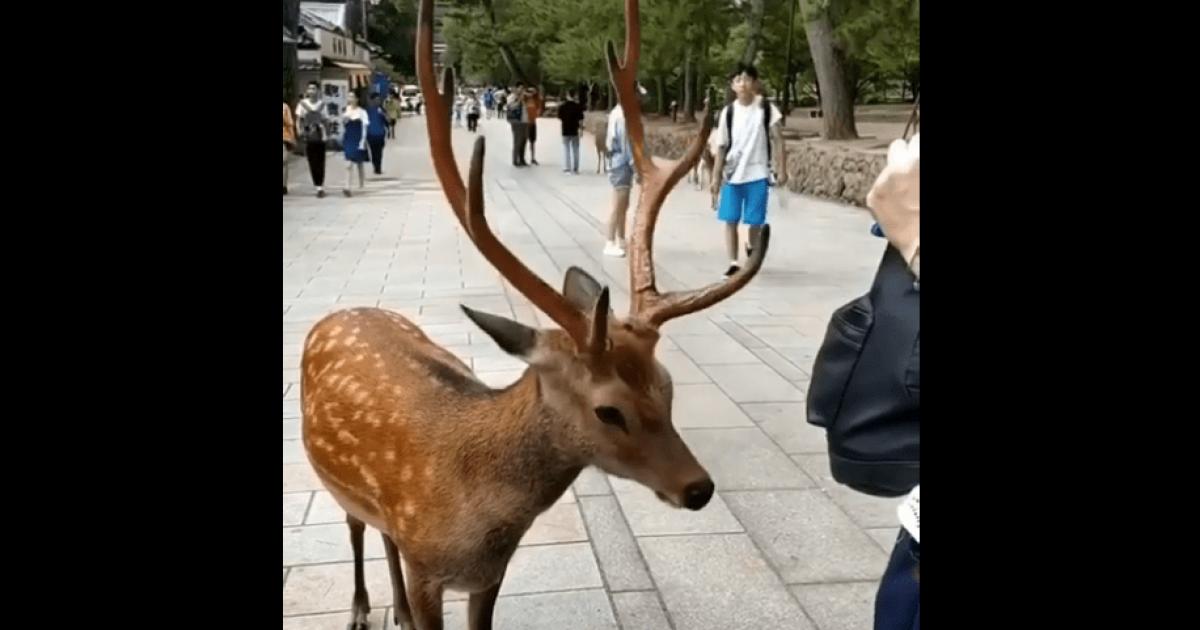 海外「日本では動物さえも礼儀正しくなってしまうらしい」日本っていう国は鹿さえも狂ってるよ・・・ | 海外の反応アンテナ