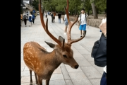 海外「日本では動物さえも礼儀正しくなってしまうらしい」日本っていう国は鹿さえも狂ってるよ・・・