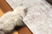 「ソファーに向かってジャーンプ…」飛距離が足りない子猫が可愛い