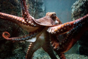 【海外】「常識を覆す10の驚きの事実」