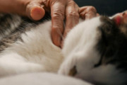 愛猫を可愛がってくれる人に全財産を残したいと申し出た中国の高齢男性