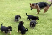子犬達「おかーさんごはん！！！飲みたい！！」母犬「ふふーん！私に追いついたらな！！」