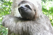 道端にナマケモノがいたので木まで運んであげた結果→世界中が萌えた！ 海外の反応