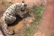 泥遊びが大好きなホワイトタイガーと、水浴びが大好きなアムールトラのイチャイチャ動画！