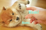 可愛すぎる柴犬の子犬たちに囲まれて暮らす幸せな日常（海外の反応）