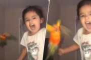 インコに指令を出し、対象人物を攻撃するよう訓練した鳥使いの少女の驚愕の映像