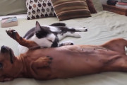 「落ち着くのニャ」テンション高めのダックスフントを落ち着かせる技を持った猫