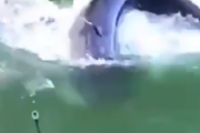 これは川の主ってレベルじゃねえぞ。魚釣りであらわれた巨大すぎる怪物魚。海外の反応
