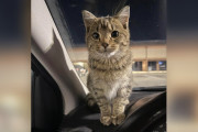 【海外】凍えた子猫が見知らぬ人の車に飛び込む—運命の相手を見つけた瞬間とは？