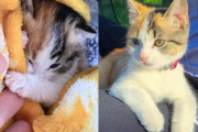 【海外】「一人ぼっちの子猫が家の下に！実は人と冒険する猫だった」