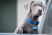 【海外】犬の名前、なぜか2音節が流行中ｗｗｗ