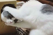 外国人「タイミングが完璧すぎる！って写真を世界から集めてみた」