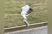 【海外】ハヤブサがリスだと思ったドライバー、真実に驚いて急ブレーキ！