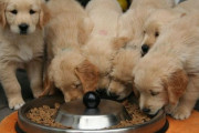 「犬の成長には3つの段階がある…」子犬を飼う人が必ず知っておくべきこと