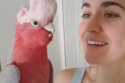 好きな音楽はレゲエとヒップホップ？踊りも悪戯も大好きなモモイロインコと生活する飼主さんが楽しそう！