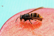 【海外】「大学が開発したAI、アジアスズメバチを見つけ出す！侵略的害虫から自然を守る新技術とは？」