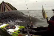 カヤックに乗っている男性の真下からクジラが浮上！！超サプライズに男性も大興奮！！
