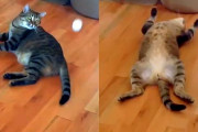 寝転がったままピンポン玉を取ろうとした猫→転がりきれずに猫のひらき状態でピタッ！！