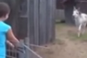 ロバってこんな愛情表現ができる動物だったの！？育ててくれた少女を見つけた時のロバの反応が泣ける・・・海外の反応