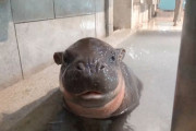 手乗りサイズから成長したミニカバの赤ちゃん　海外の反応