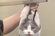 誰か助けてにゃ。手を縛られてなされるがまま何もできない猫。海外の反応