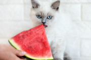 【海外】猫はスイカの皮や種を食べても大丈夫？知っておきたい健康リスクと安全な食べ方！
