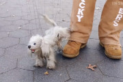 犬もびっくり！生きているみたいにリアルに動くマリオネット