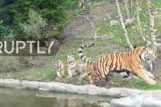 生後初めて自分の子供に対面する、お父さんトラの反応