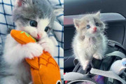 【海外】「子猫が物置の下から救出、数日で他の猫たちと世界を冒険したいと願う！」