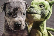 犬とぬいぐるみ。ずっ友のビフォア・アフター写真に関する海外の反応