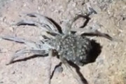【動画】赤ちゃんを背負ったオオカミグモがカワイすぎｗｗｗｗｗ