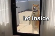 海外「この柴犬、世界で一番かわいい！」部屋に入れてとお願いする柴犬（海外の反応）