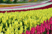 韓国人「北海道は日本で一番美しい観光地だと思います。」