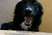 犬の幼稚園に通う飼い犬がもらった初めての通信簿に飼い主ほっこり