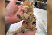 【海外】驚きの回復！全身火傷の小さな子猫が見せた奇跡の物語